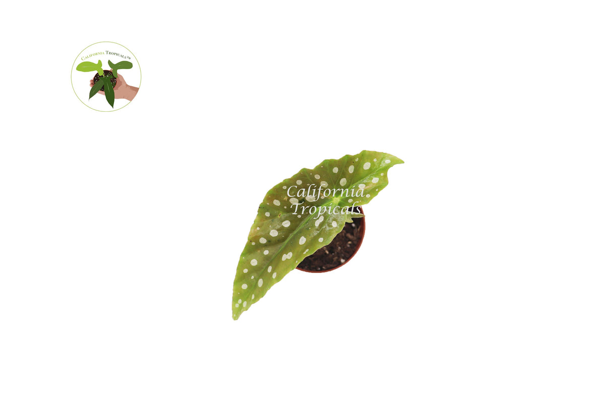 Begonia Maculata live plant foliage detail