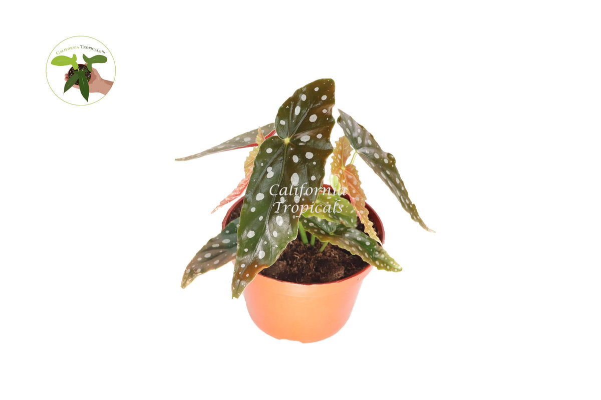 Begonia Maculata live plant in a 6" grower's pot