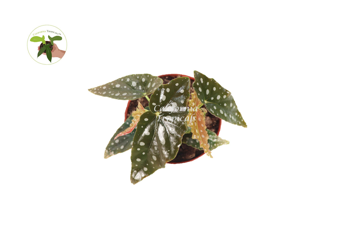 Begonia Maculata live plant foliage detail