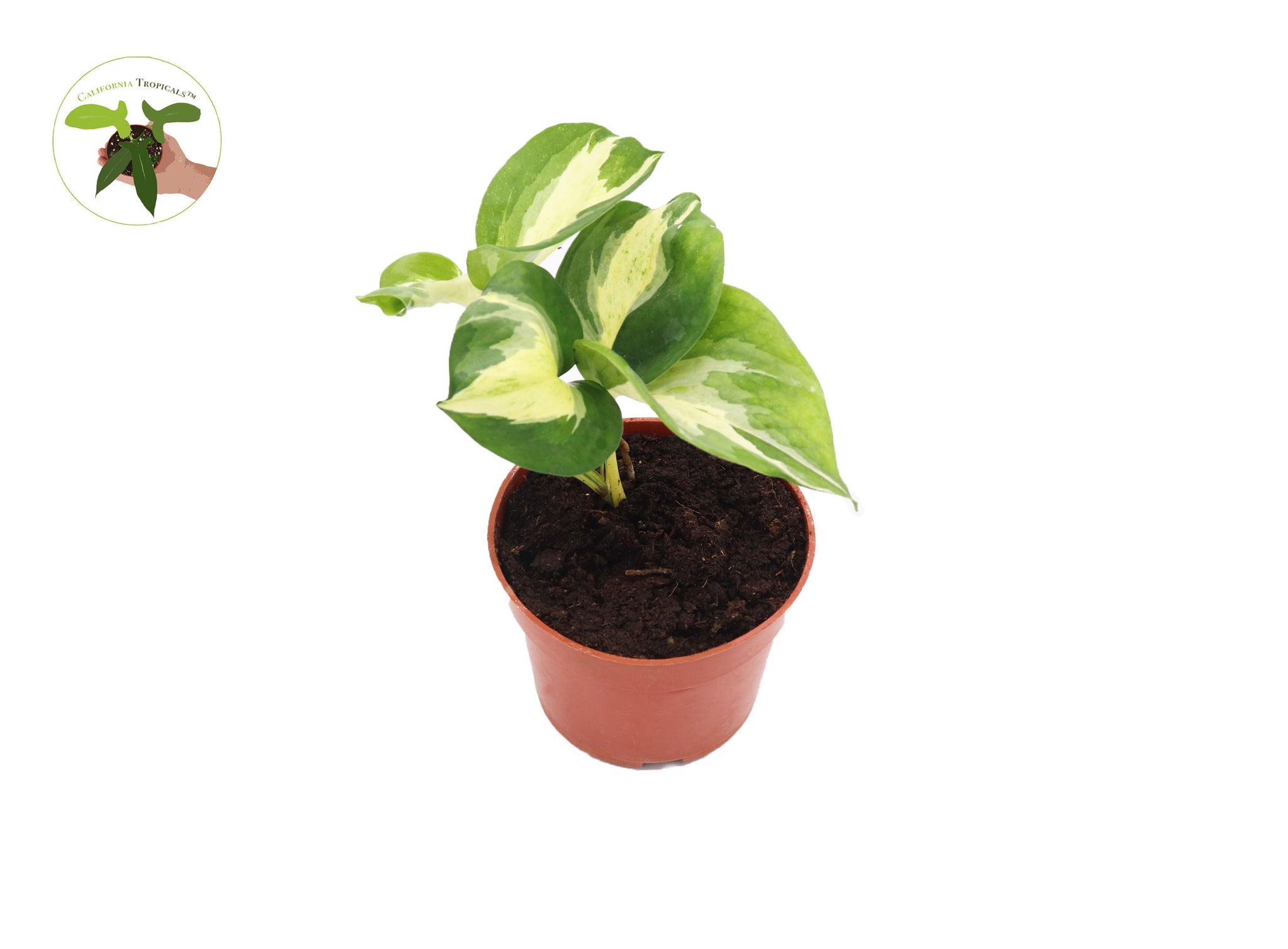 buy manjula pothos Manjula Pothos