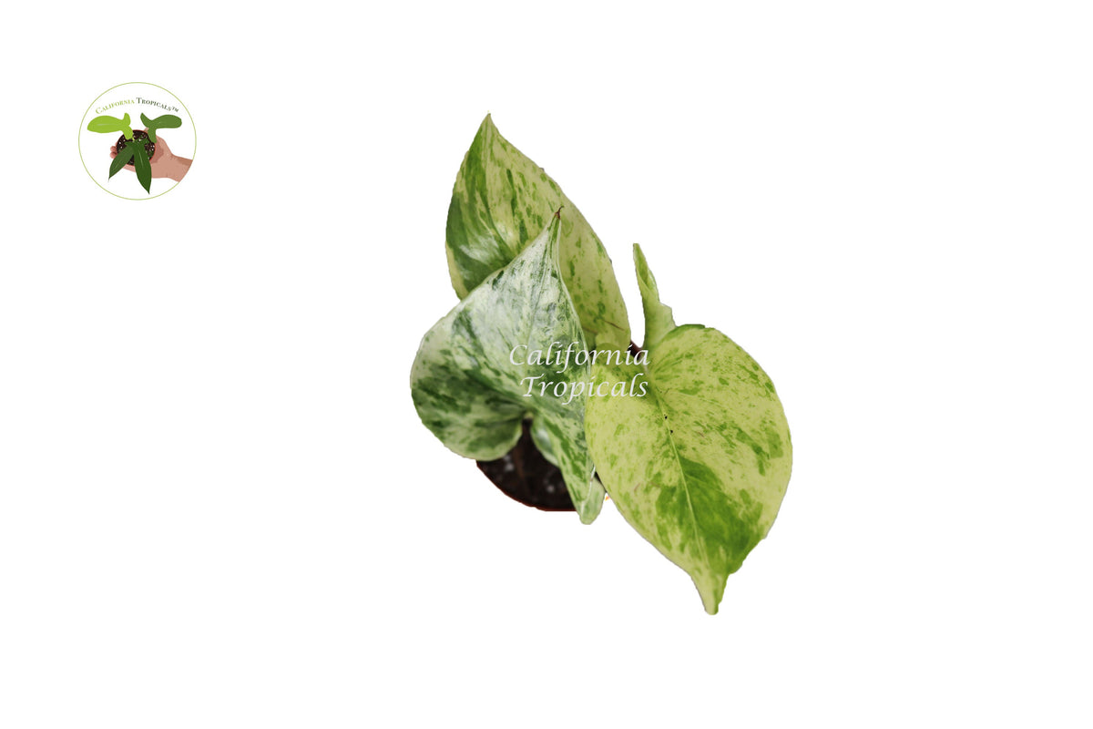 Marble Queen Pothos live plant foliage detail