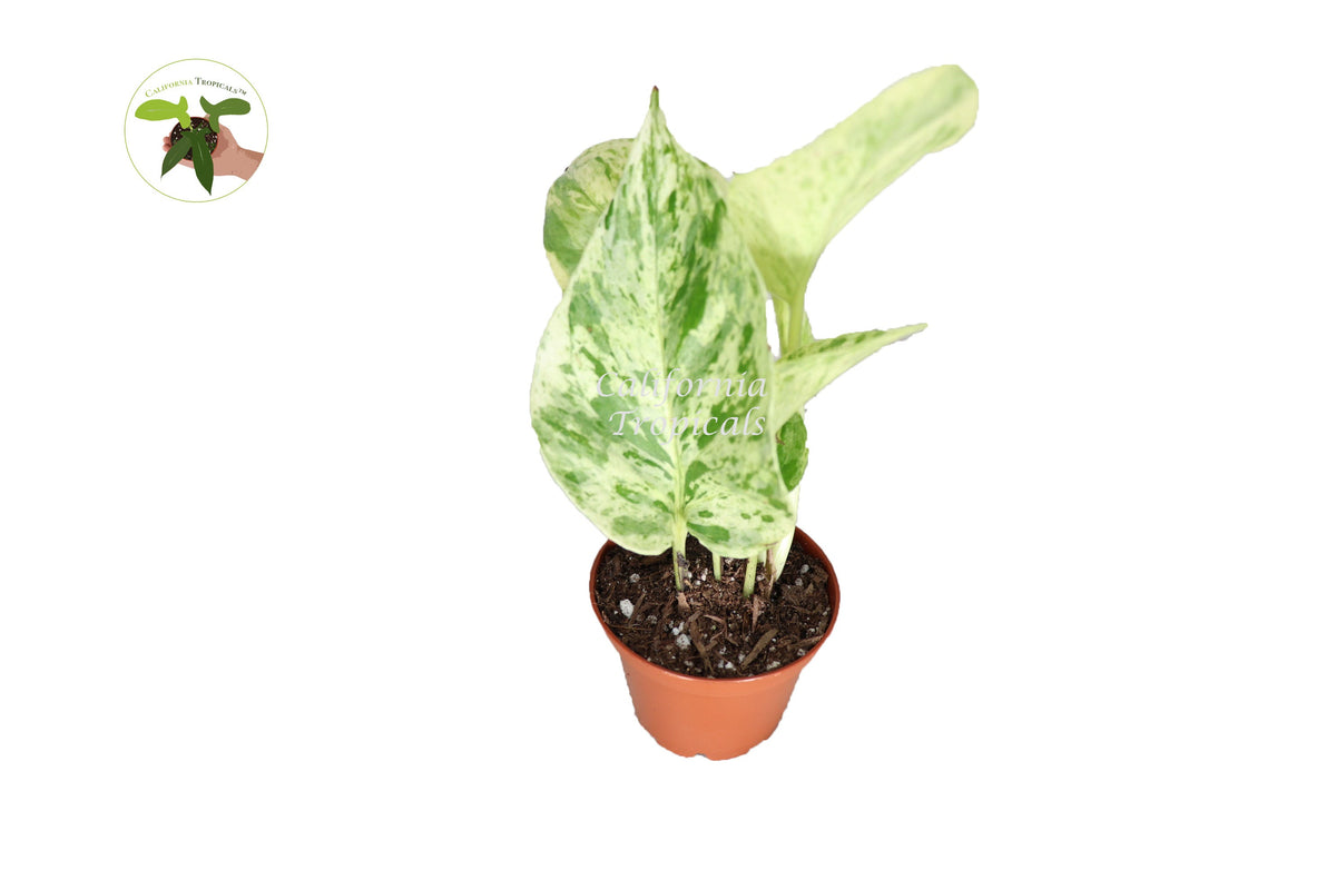 Marble Queen Pothos live plant in a 3" grower's pot