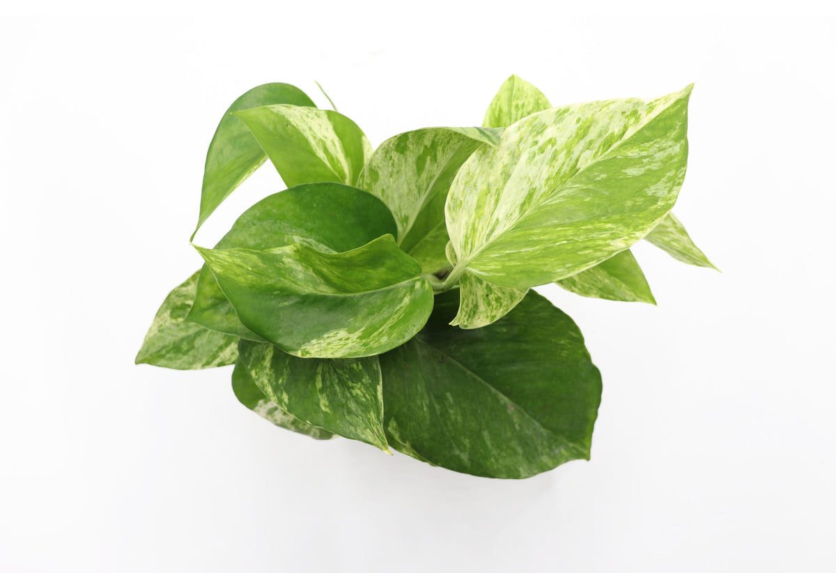 Marble Queen Pothos live plant foliage detail