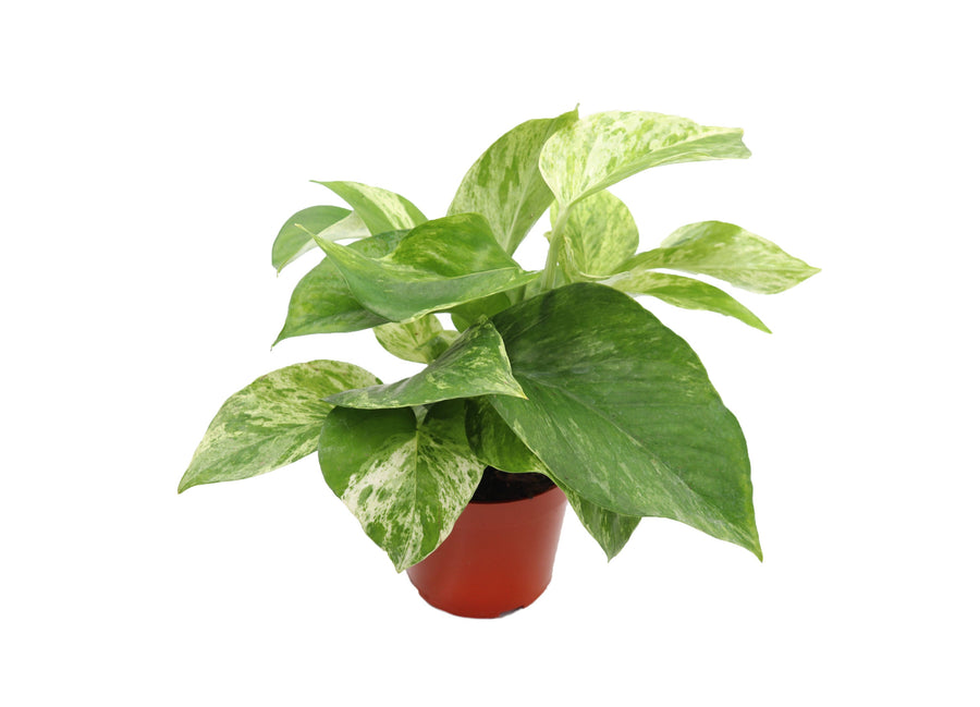 Marble Queen Pothos live plant in a 4" grower's pot