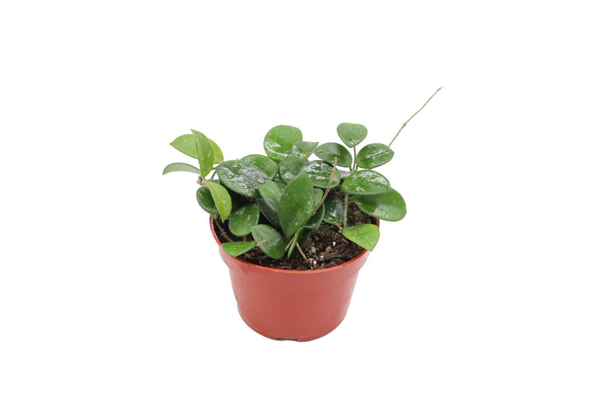 Hoya Mathilde live plant in a 4" grower's pot