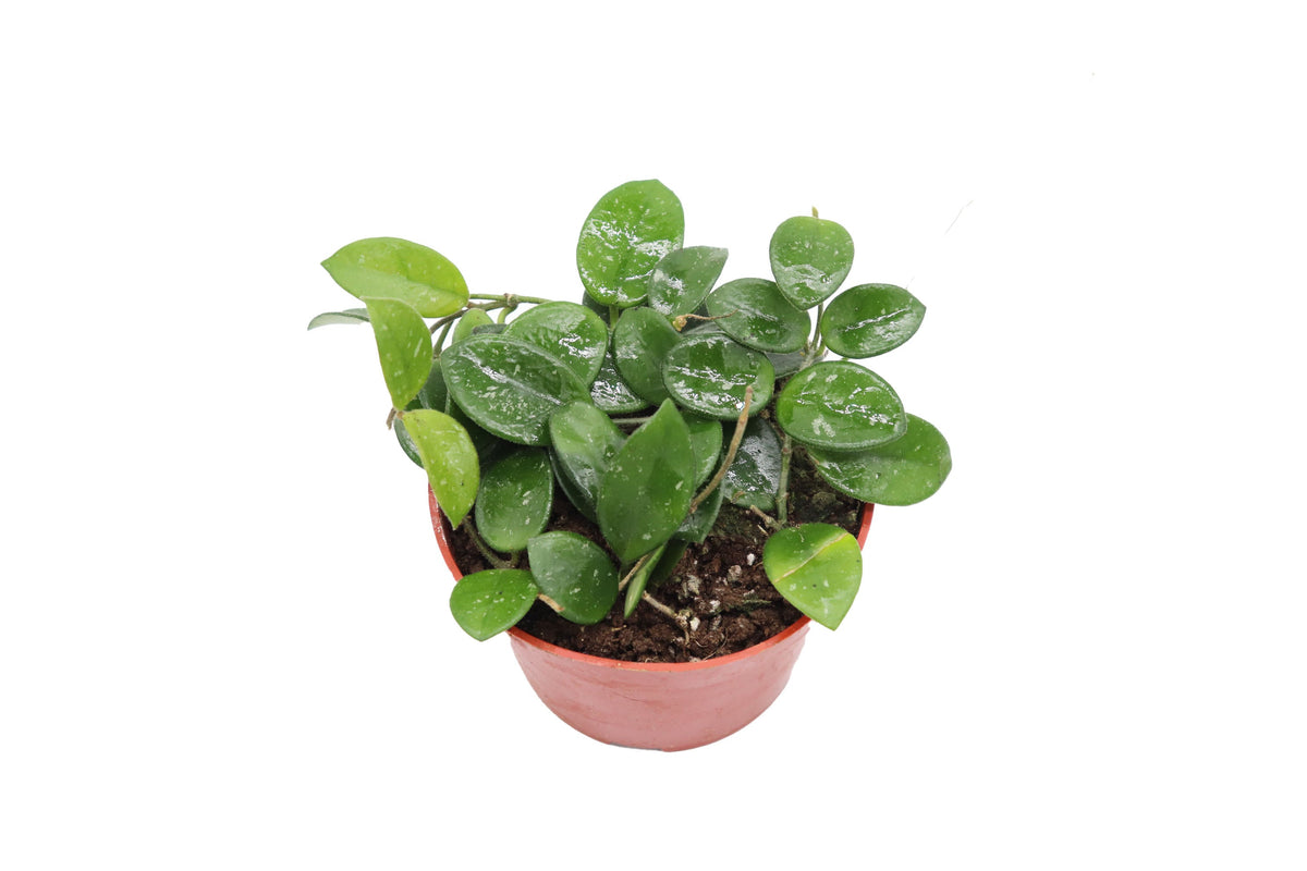 Hoya Mathilde live plant foliage detail