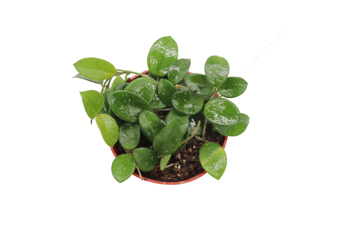 Hoya Mathilde live plant foliage detail