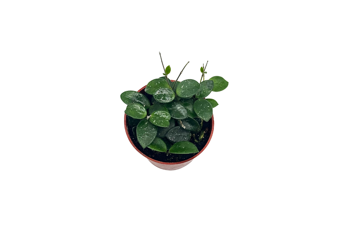 Hoya Mathilde live plant foliage detail
