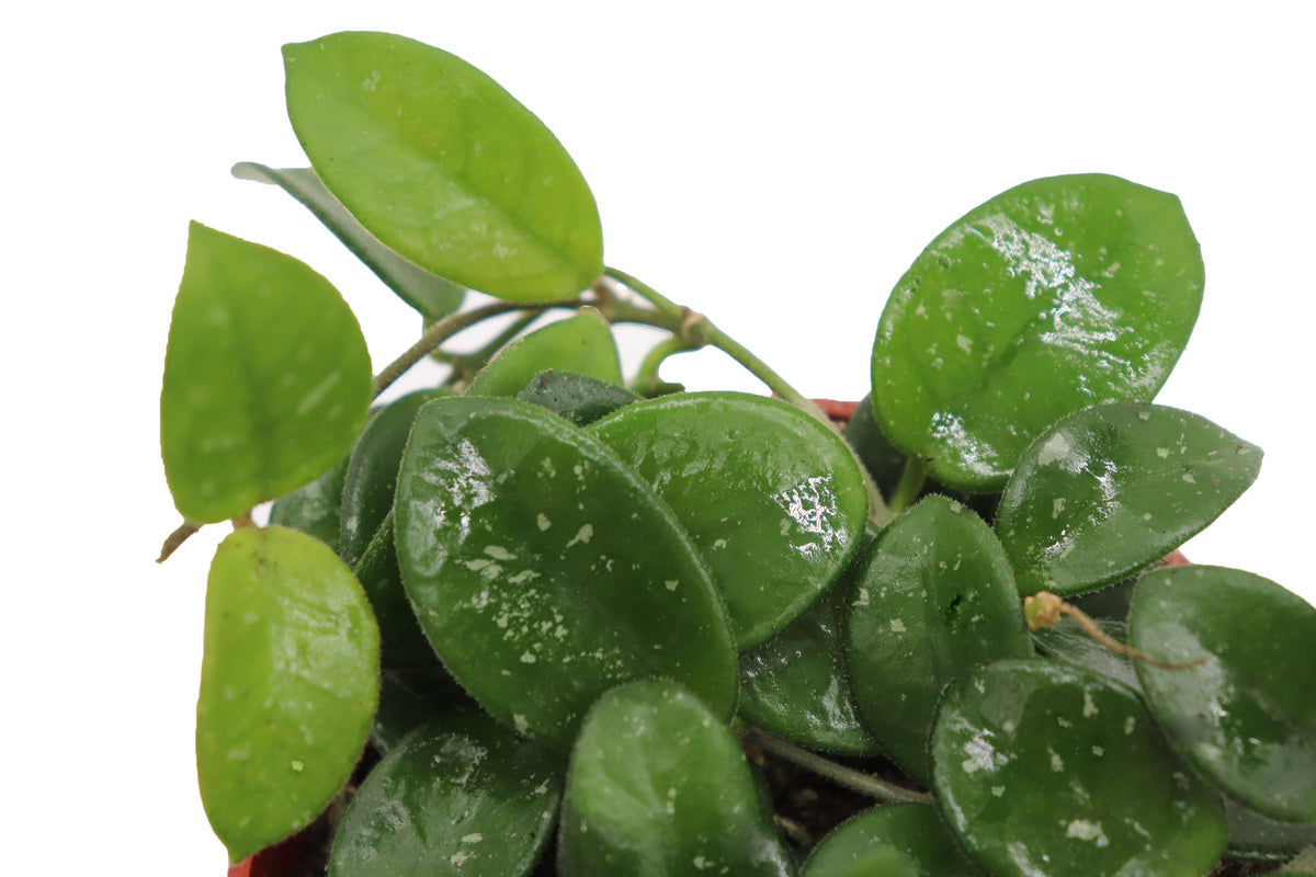 Hoya Mathilde live plant foliage detail