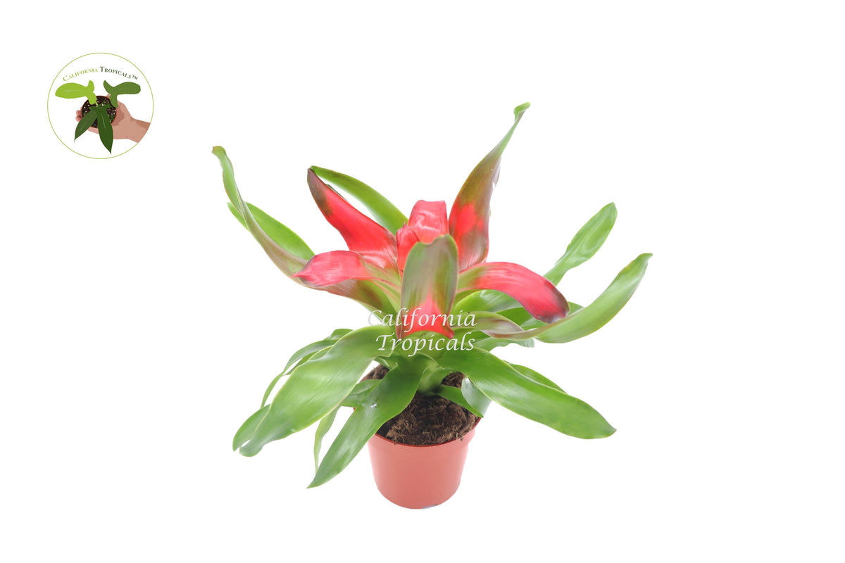 Bromeliad Neoregelia (Medusa) live plant in a 4" grower's pot