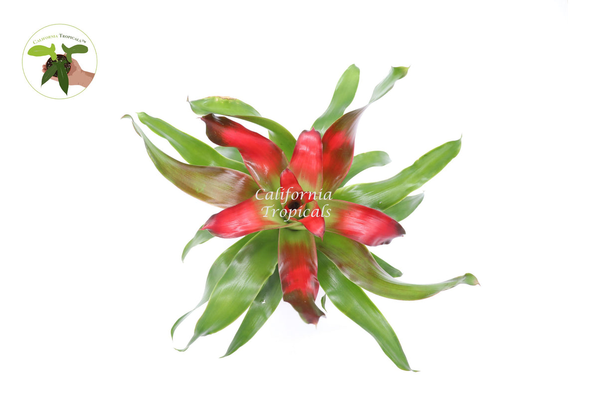 Bromeliad Neoregelia (Medusa) live plant foliage detail