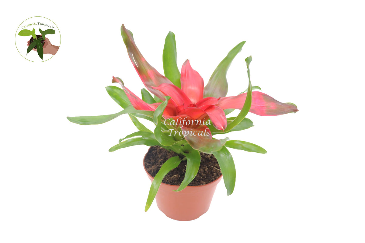 Bromeliad Neoregelia (Medusa) live plant in a 6" grower's pot