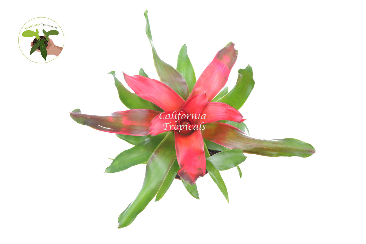 Bromeliad Neoregelia (Medusa) live plant foliage detail