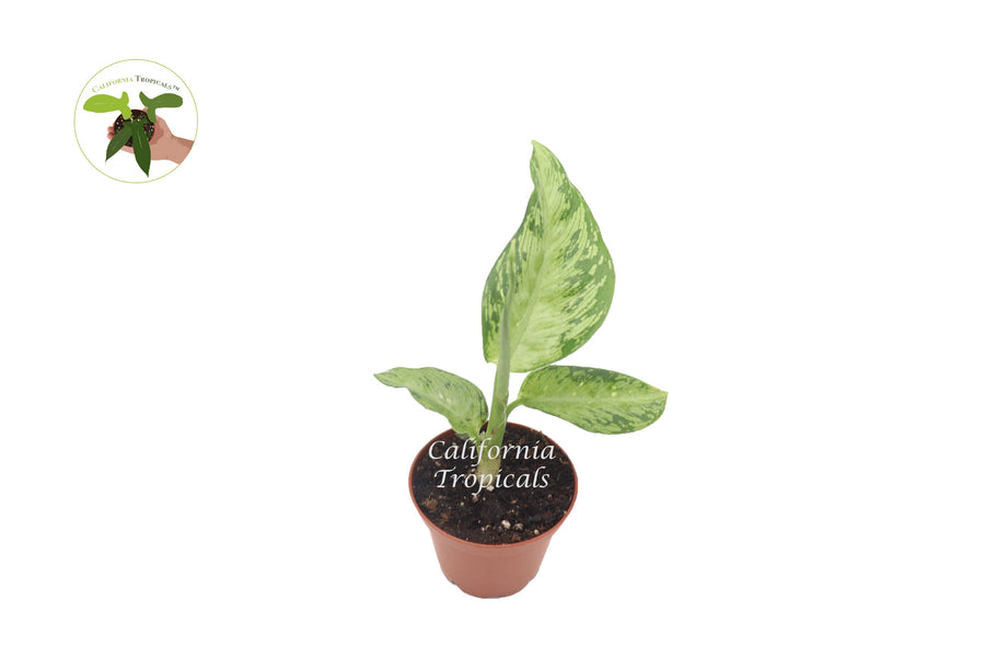 Dieffenbachia Memoria Corsii live plant in a 2" grower's pot