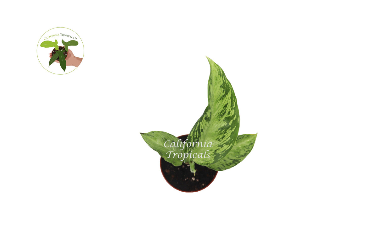 Dieffenbachia Memoria Corsii live plant foliage detail