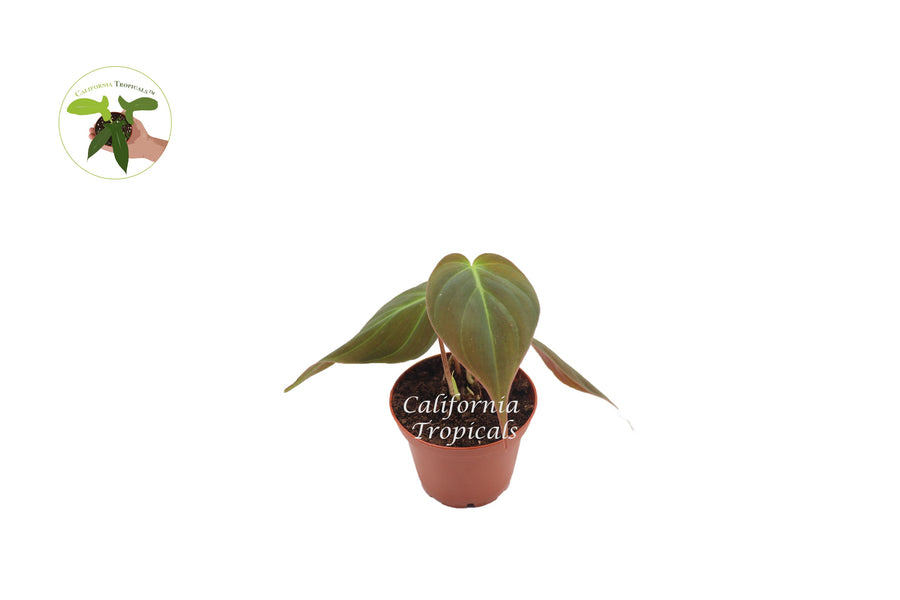 Philodendron Micans live plant in a 2" grower's pot