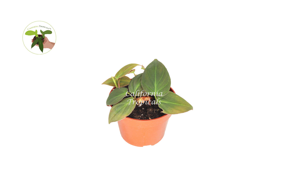 Philodendron Micans live plant in a 4" grower's pot