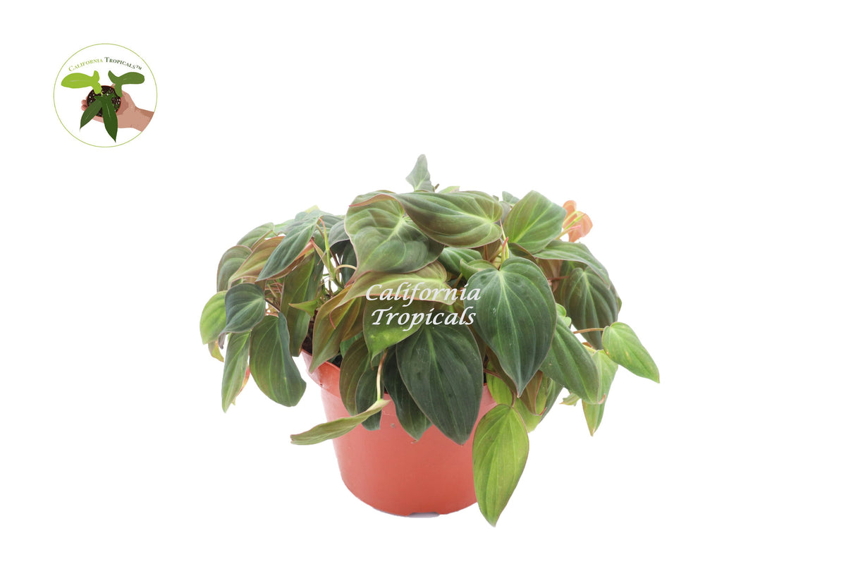 Philodendron Micans live plant in a 8" grower's pot