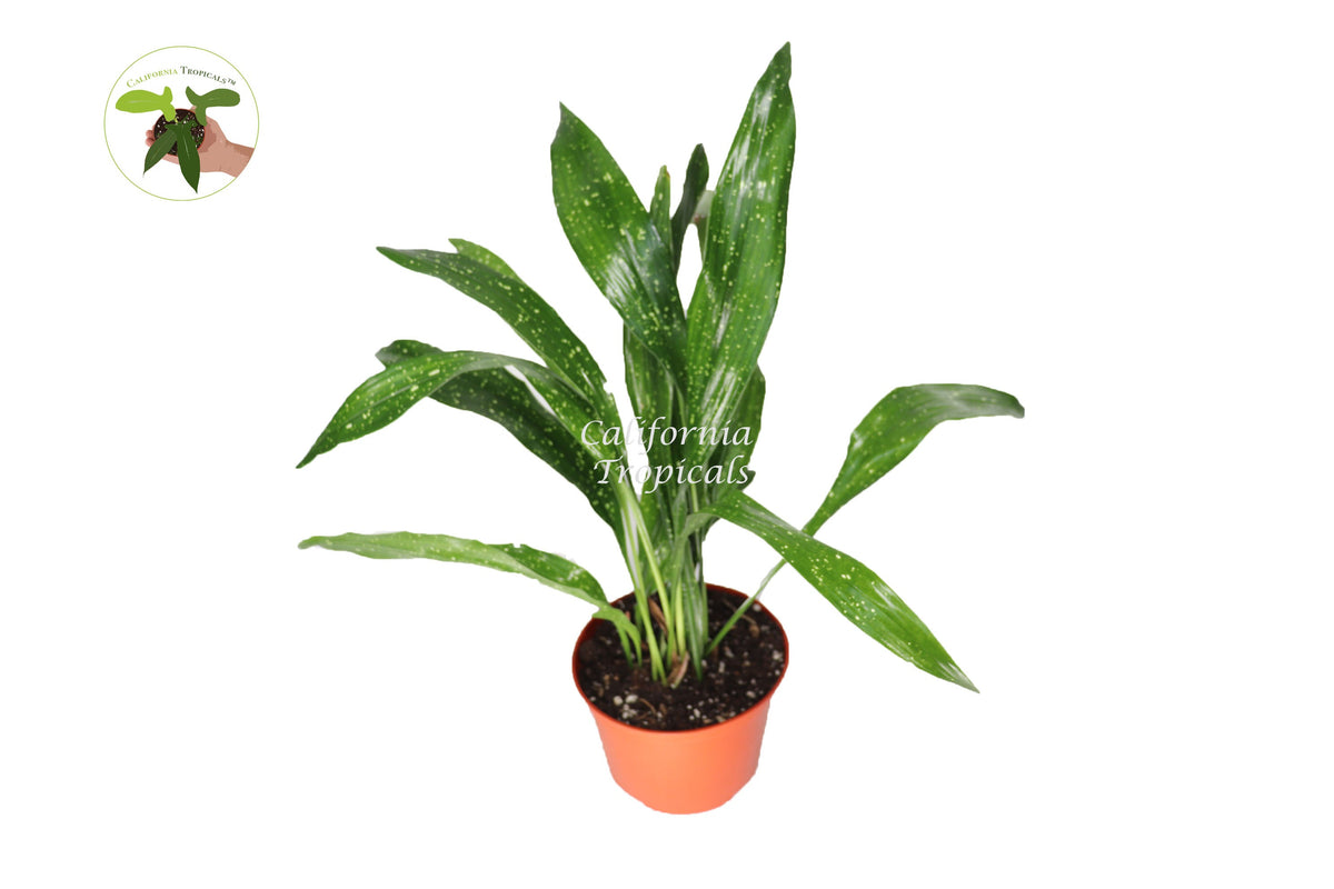 Aspidistra Elatior 'Milky Way' live plant in a 6" grower's pot