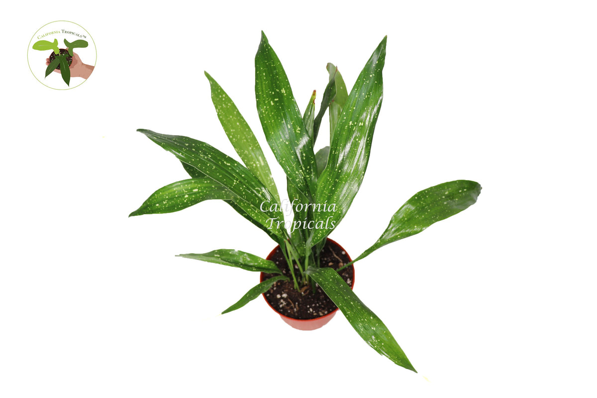 Aspidistra Elatior 'Milky Way' live plant foliage detail