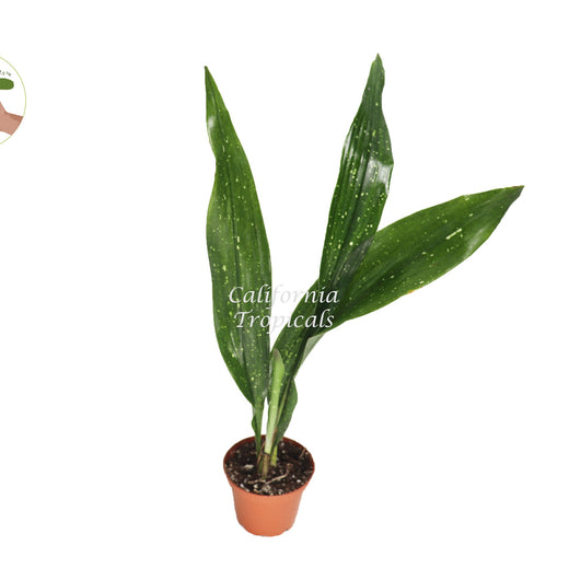 Aspidistra Elatior 'Milky Way' live plant in a 2" grower's pot
