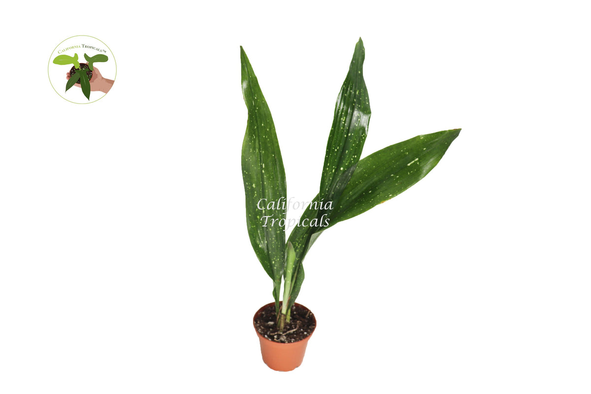 Aspidistra Elatior 'Milky Way' live plant in a 2" grower's pot