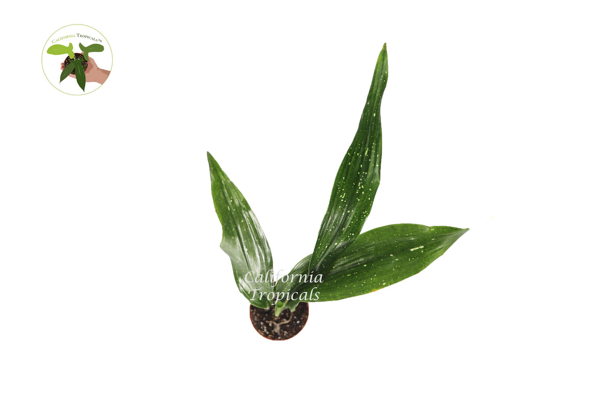 Aspidistra Elatior 'Milky Way' live plant foliage detail