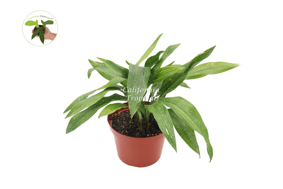 Aspidistra Elatior 'Milky Way' live plant in a 8" grower's pot