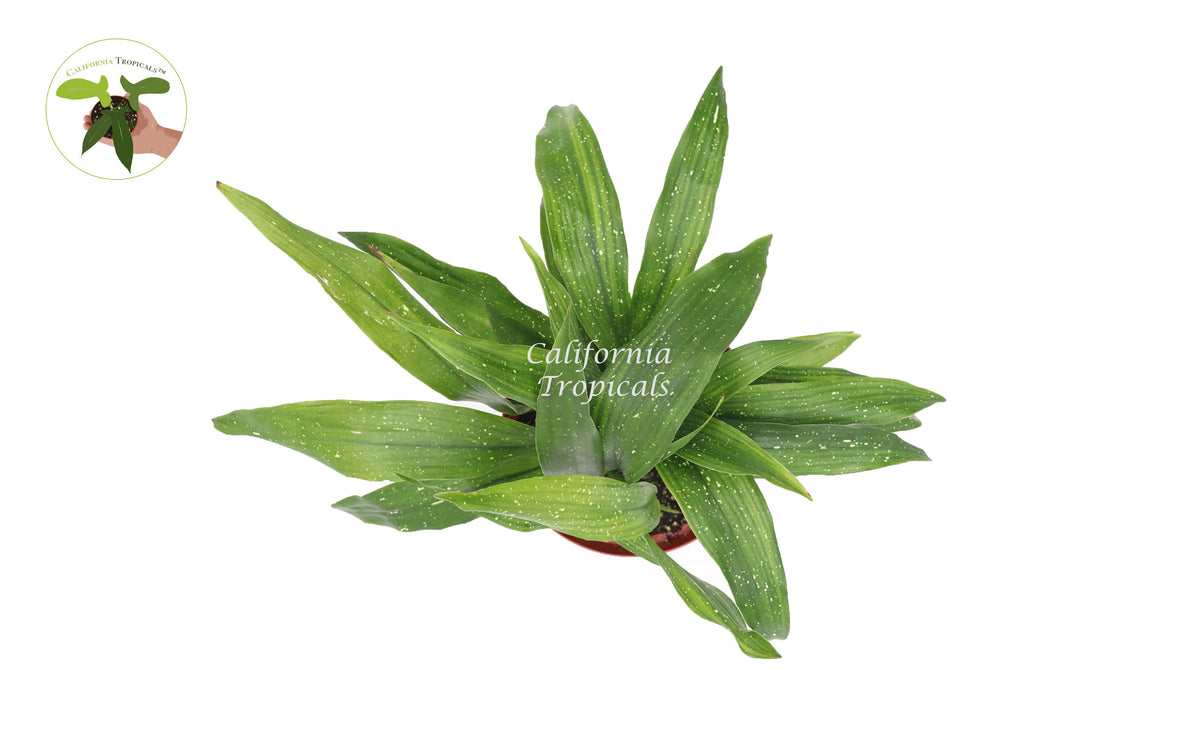 Aspidistra Elatior 'Milky Way' live plant foliage detail