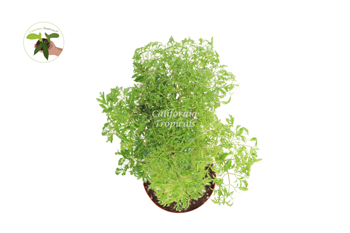 Ming Aralia (Polyscias Fruticosa) live plant foliage detail