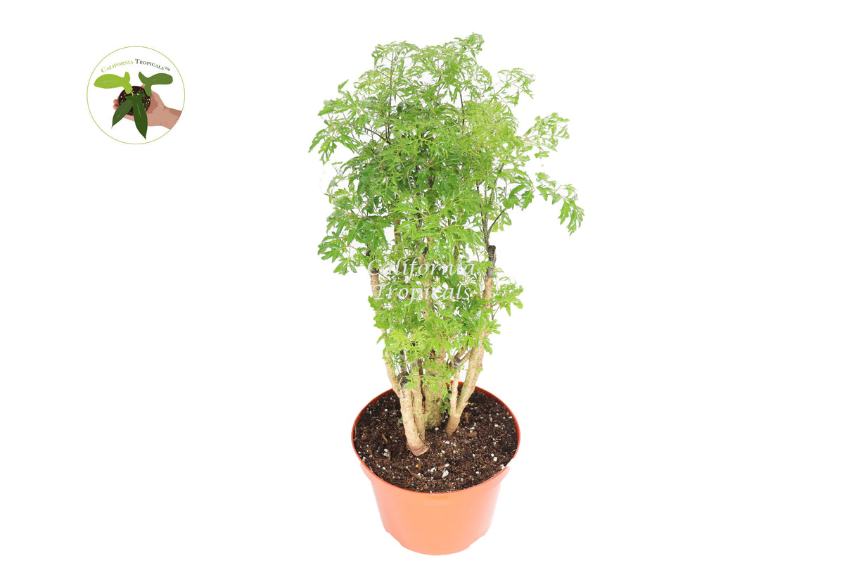 Ming Aralia (Polyscias Fruticosa) live plant in a 8" grower's pot