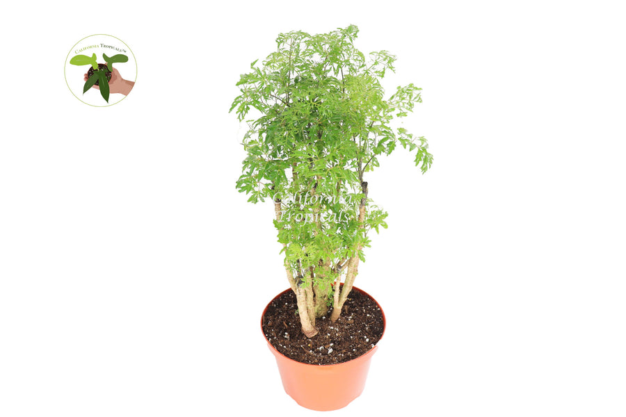 Ming Aralia (Polyscias Fruticosa) live plant in a 8" grower's pot