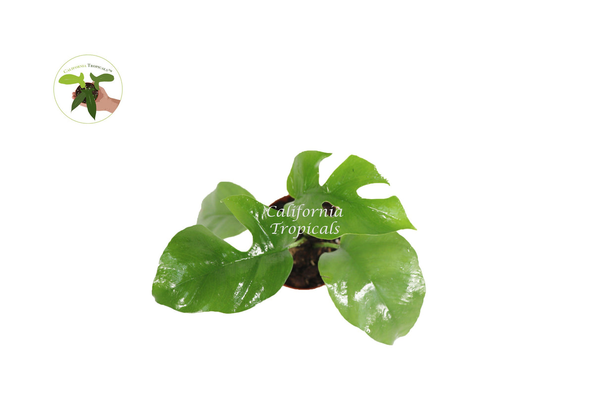 Mini Monstera (Rhaphidophora Tetrasperma) live plant foliage detail