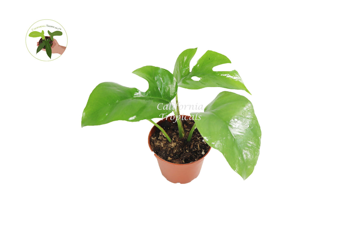 Mini Monstera (Rhaphidophora Tetrasperma) live plant in a 3" grower's pot