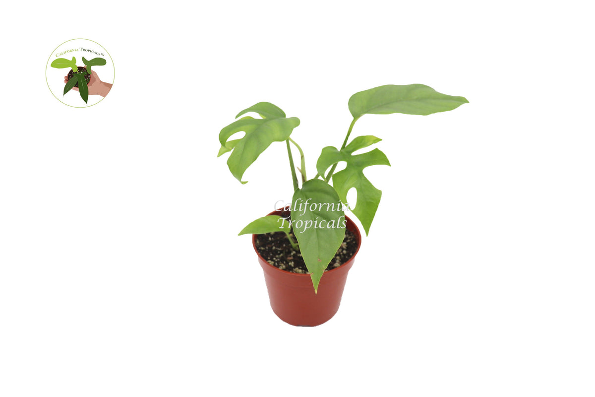 Mini Monstera (Rhaphidophora Tetrasperma) live plant in a 4" grower's pot