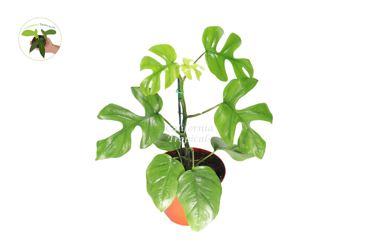 Mini Monstera (Rhaphidophora Tetrasperma) live plant in a 8" grower's pot