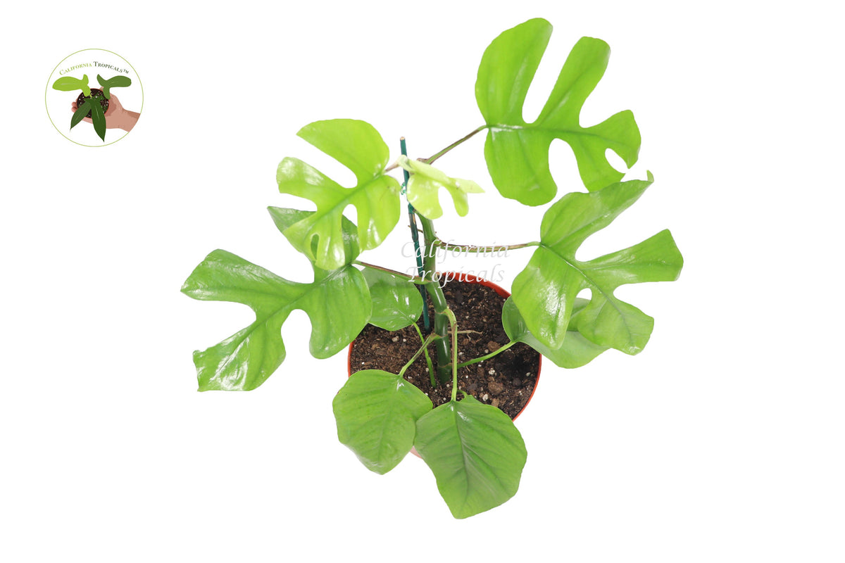 Mini Monstera (Rhaphidophora Tetrasperma) live plant foliage detail