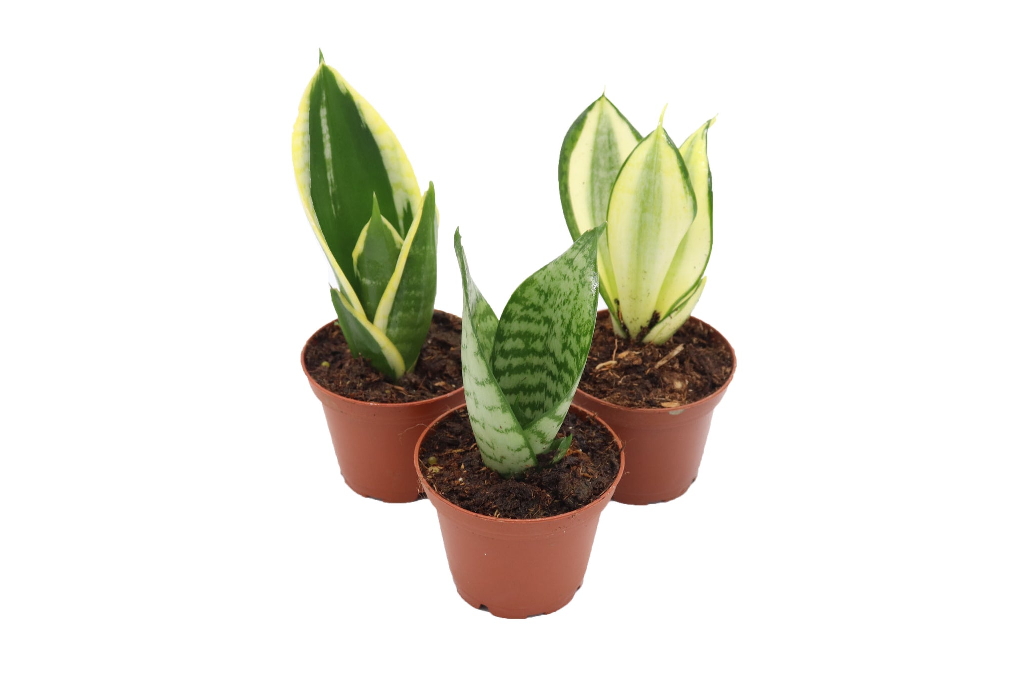is snake plant succulent Mini Snake Plant Assortment – California Tropicals