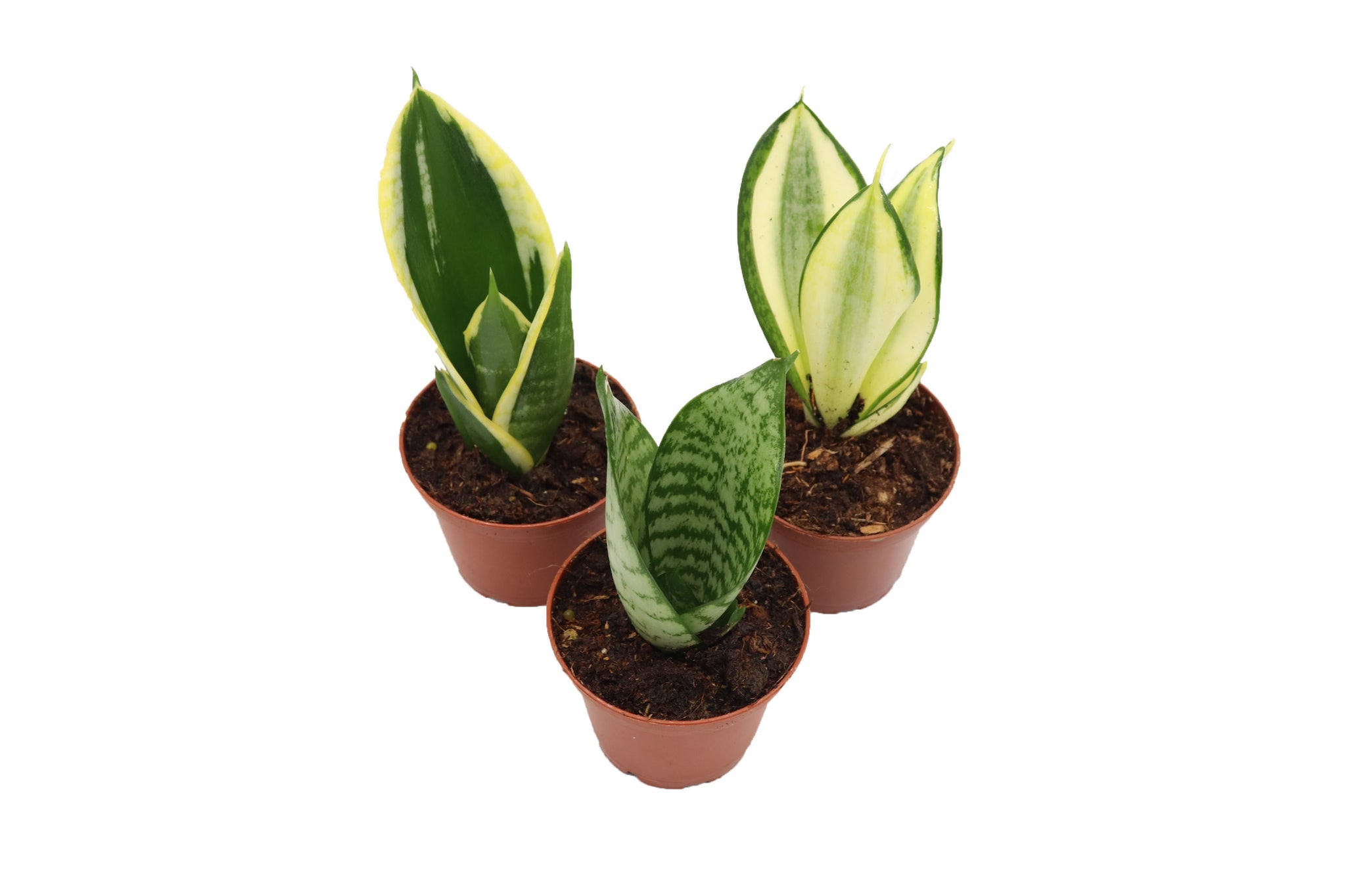 sansevieria assorted Mini Snake Plant Assortment – California Tropicals