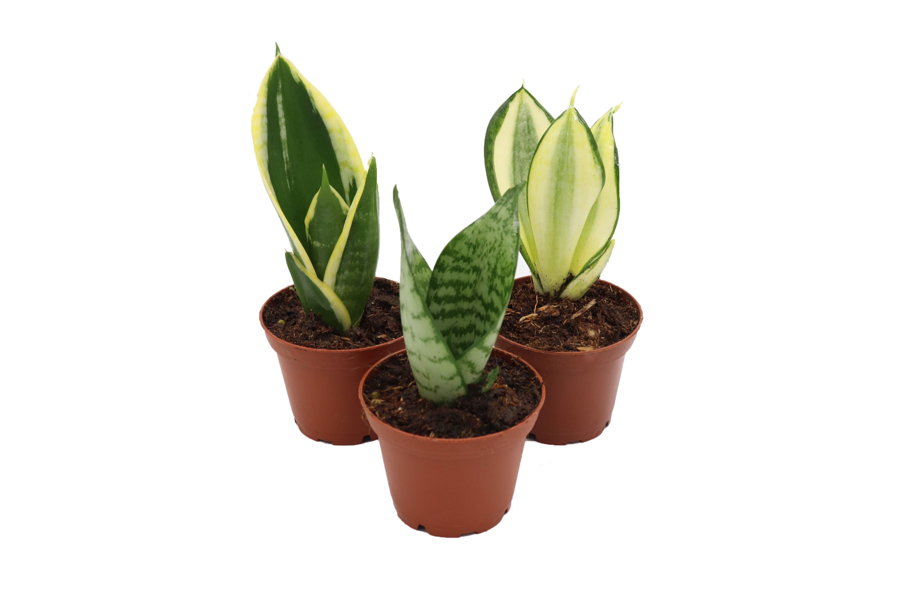 sansevieria snake plants Mini Snake Plant Assortment – California Tropicals