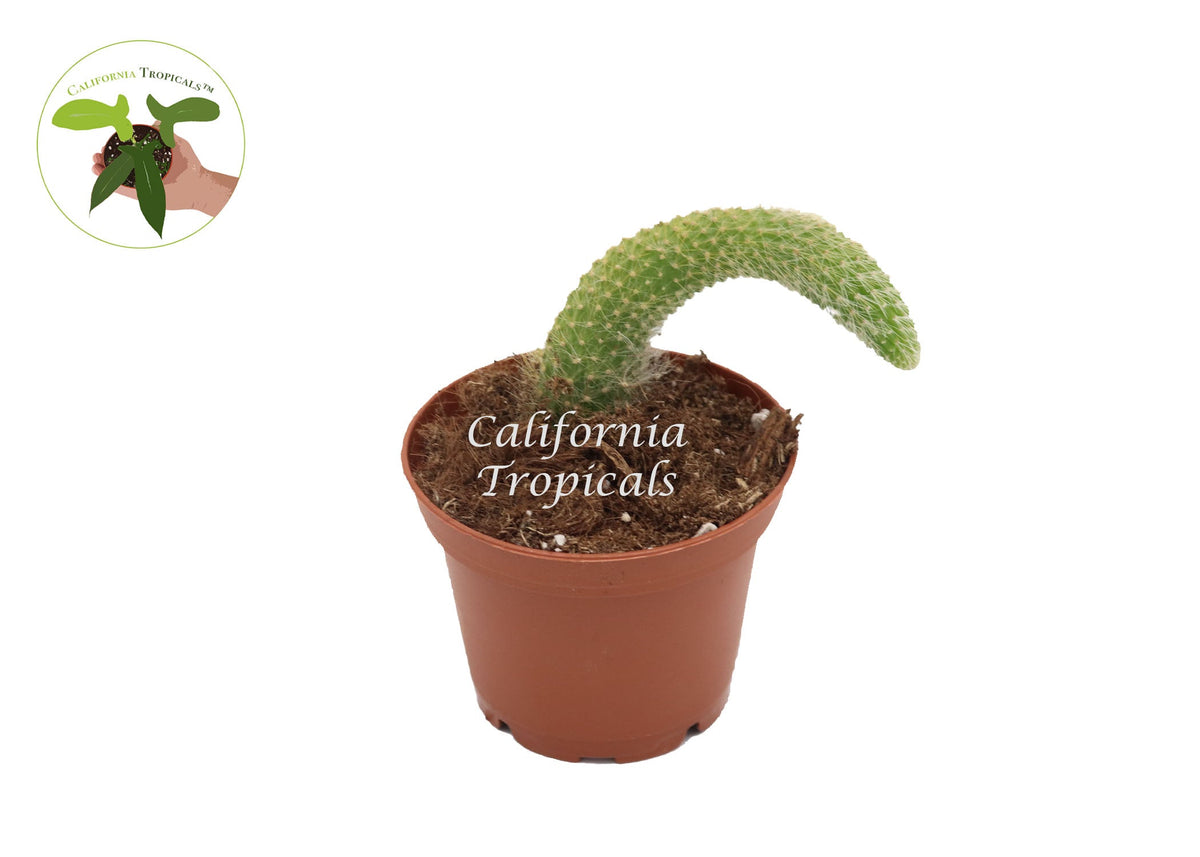 Monkey Tail Cactus (Cleistocactus Colademononis) in a 4" grower's pot