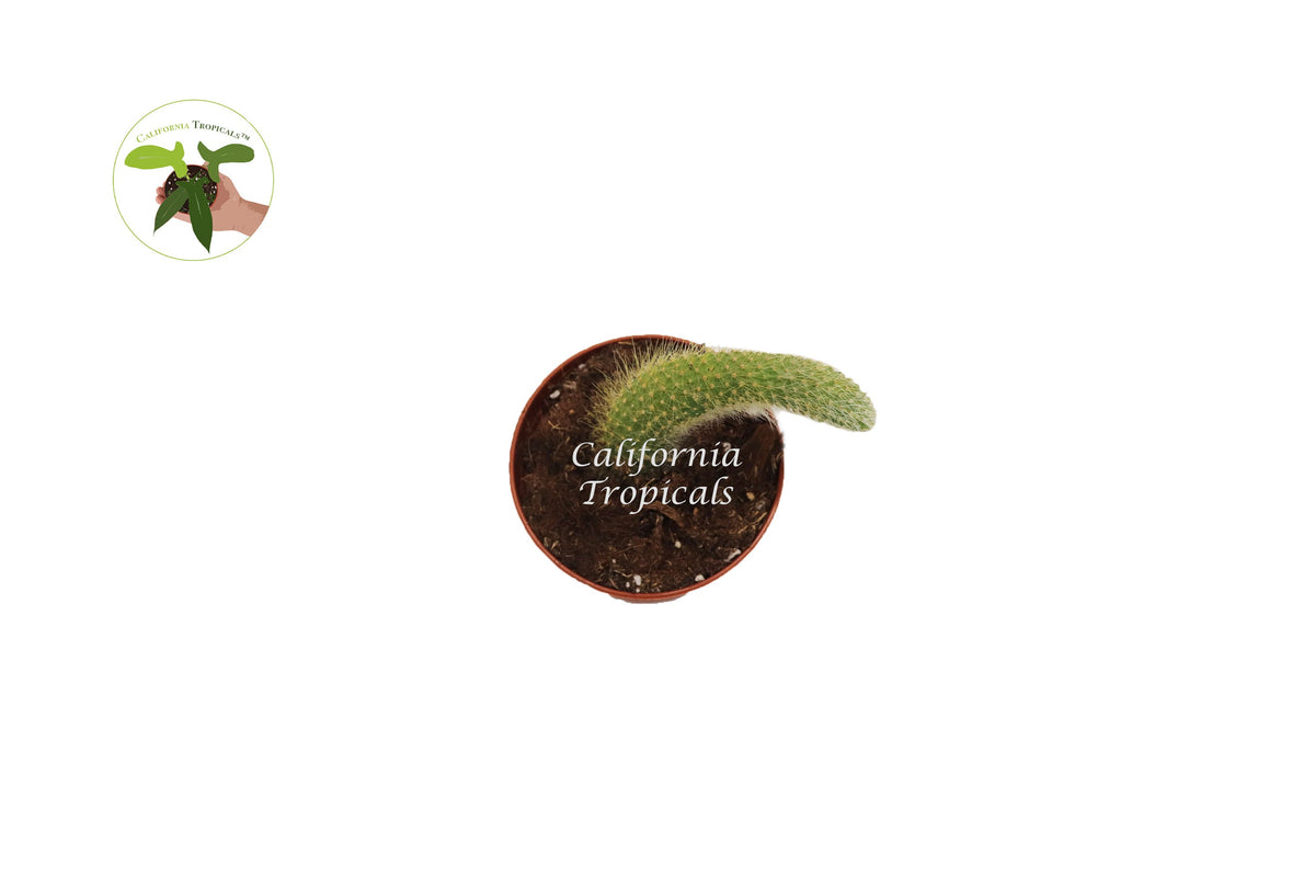 Monkey Tail Cactus (Cleistocactus Colademononis) potted in a 4 inch pot
