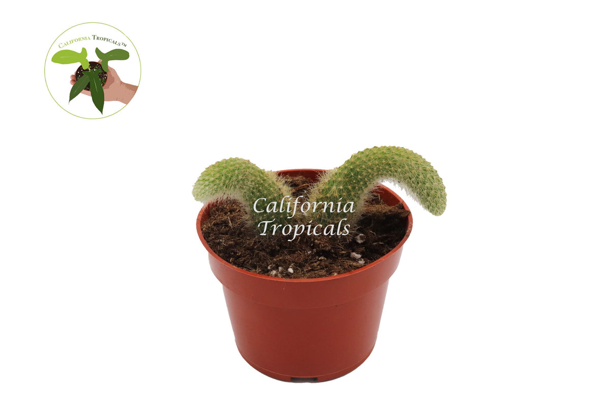 Monkey Tail Cactus (Cleistocactus Colademononis) foliage detail