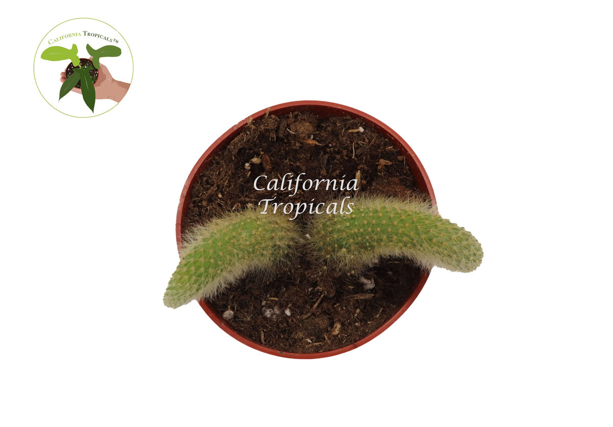 Monkey Tail Cactus (Cleistocactus Colademononis) foliage detail