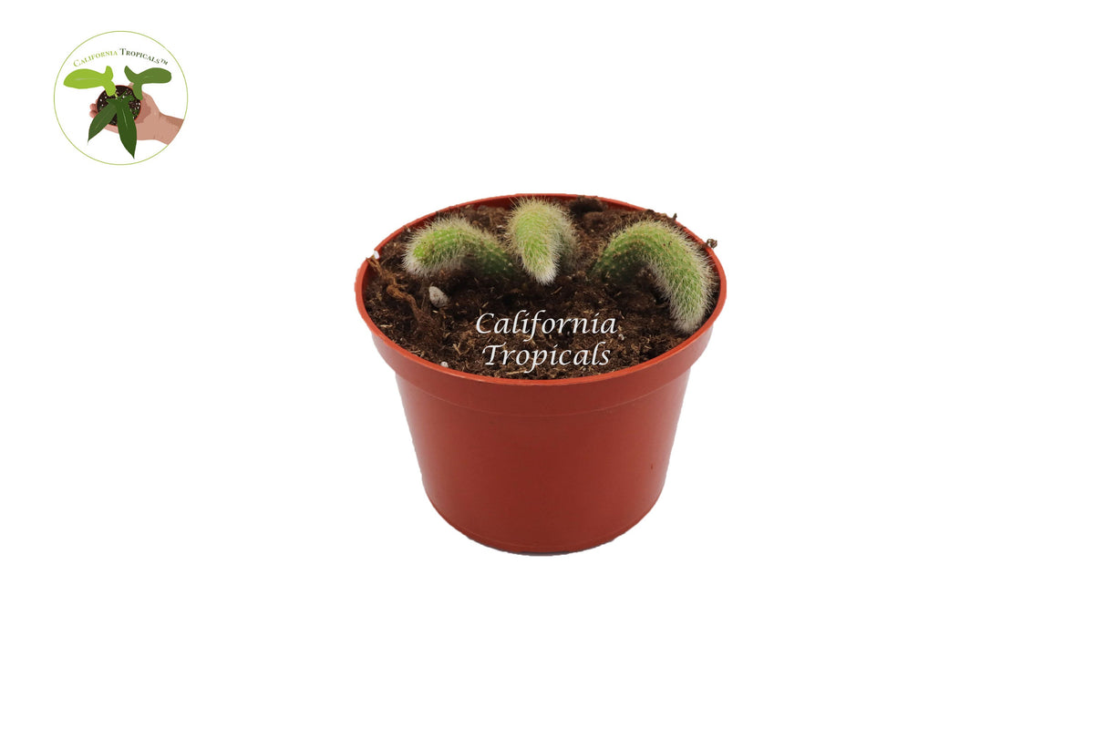 Monkey Tail Cactus (Cleistocactus Colademononis) in a 6" grower's pot
