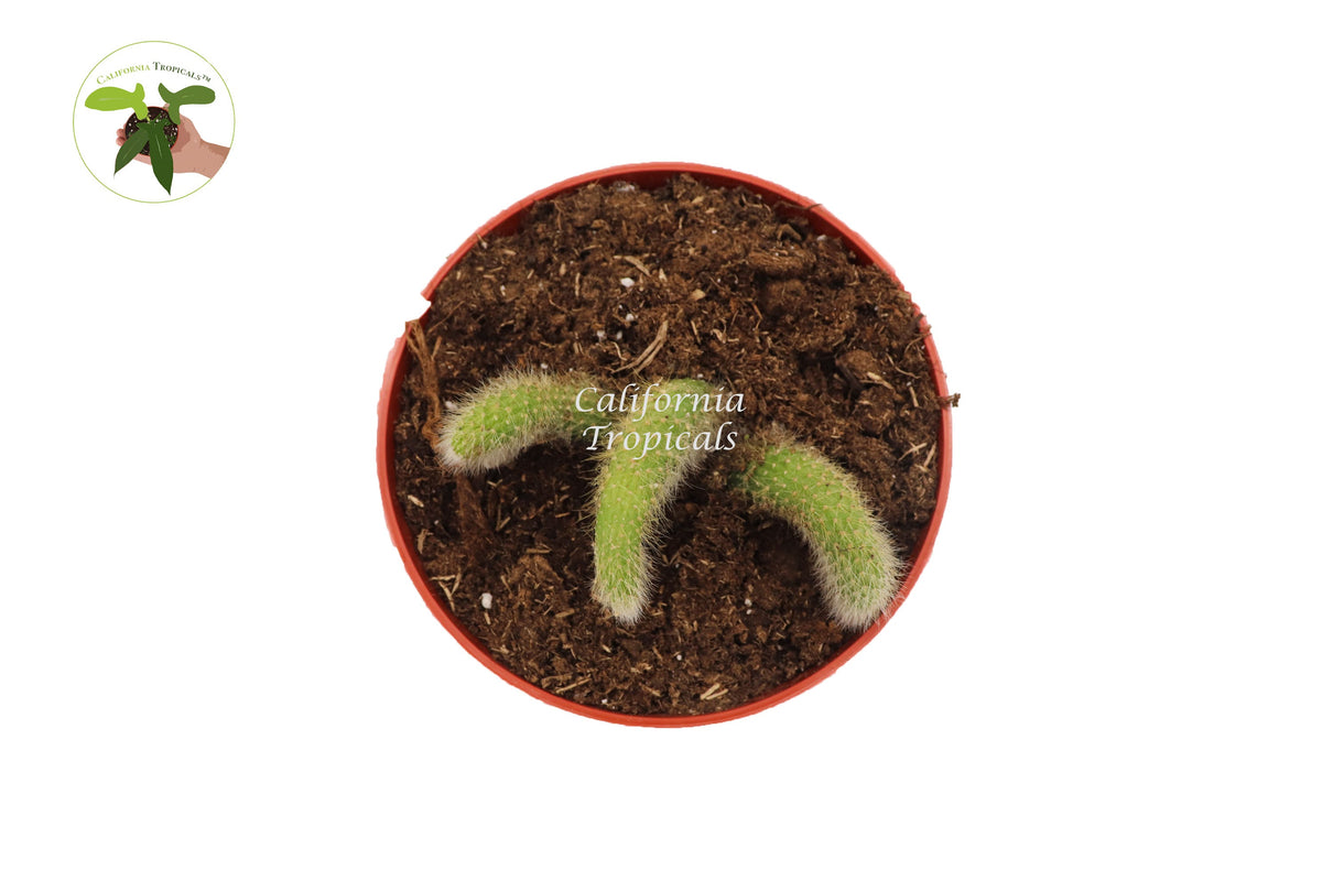 Monkey Tail Cactus (Cleistocactus Colademononis) foliage detail