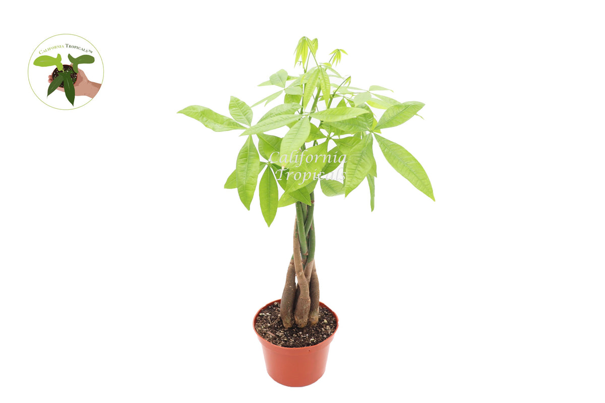 Pachira Aquatica Money Tree in a 6" grower's pot