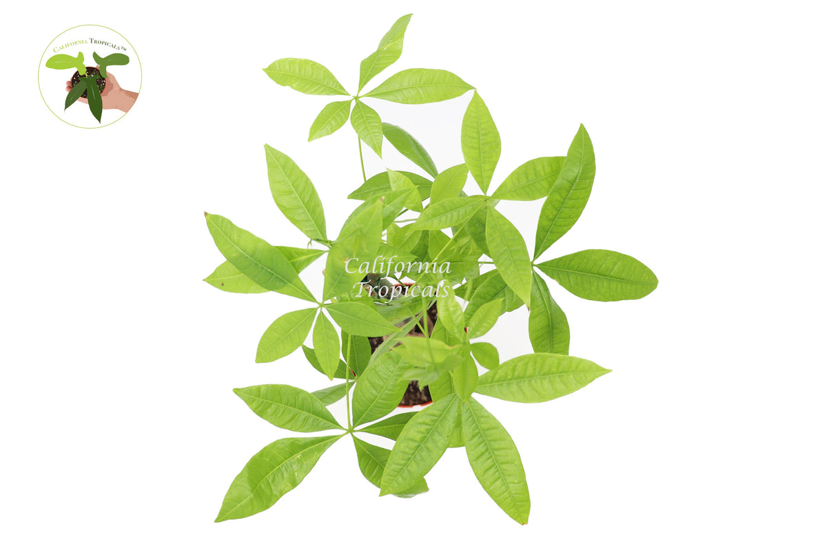 Pachira Aquatica Money Tree foliage detail