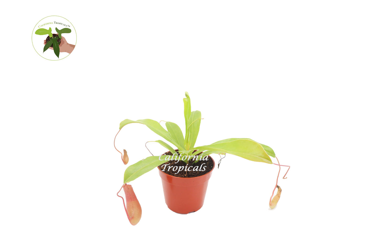 Monkey Cup Pitcher Plant (Nepenthes) in a 4" grower's pot
