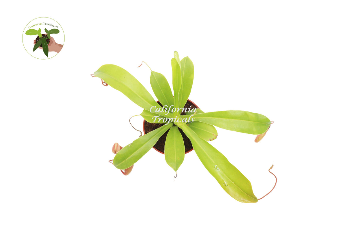 Monkey Cup Pitcher Plant (Nepenthes) foliage detail